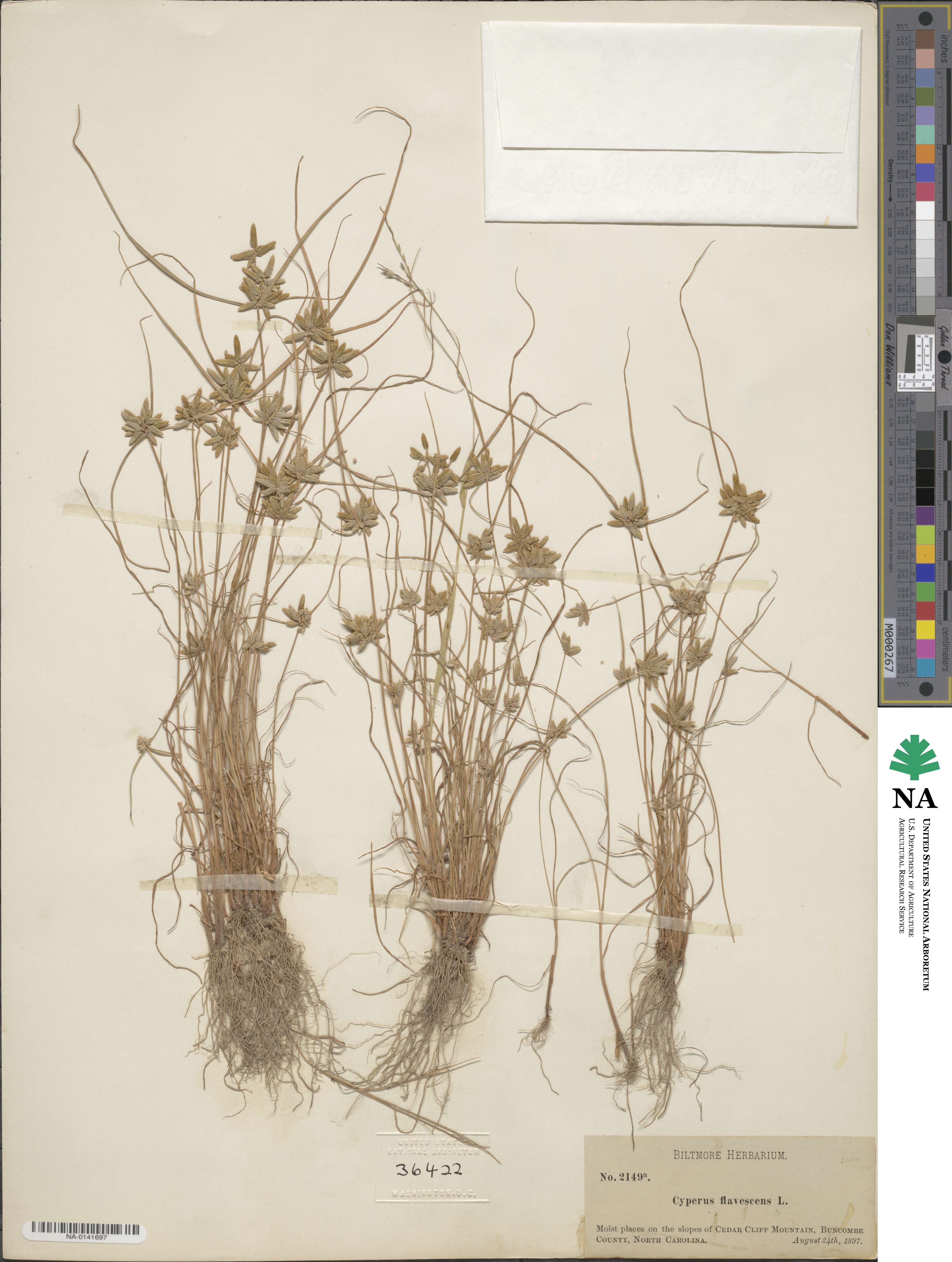 Cyperus flavescens image