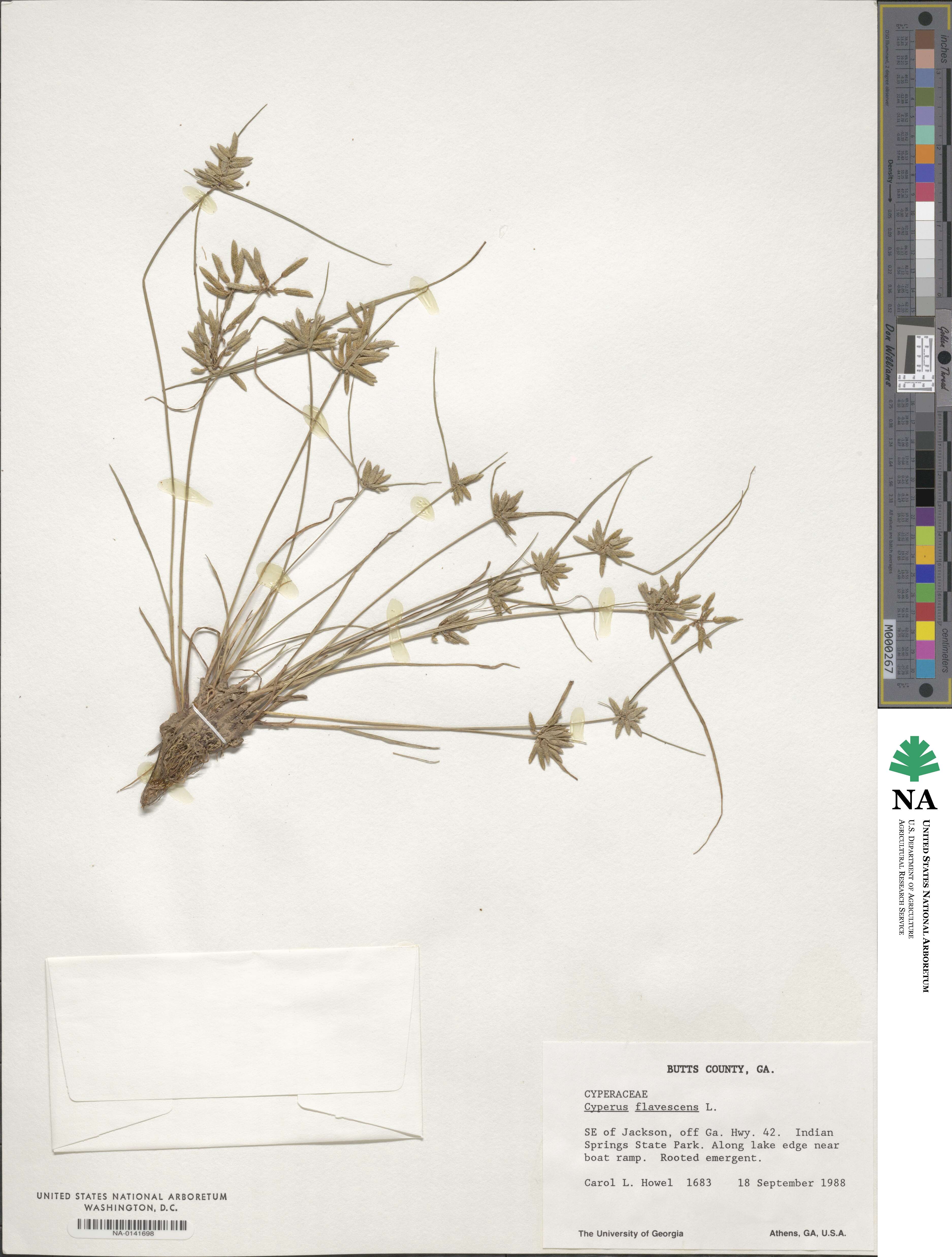 Cyperus flavescens image