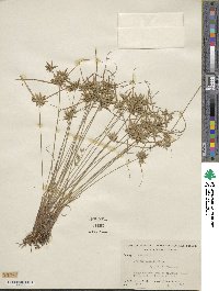 Cyperus flavescens image