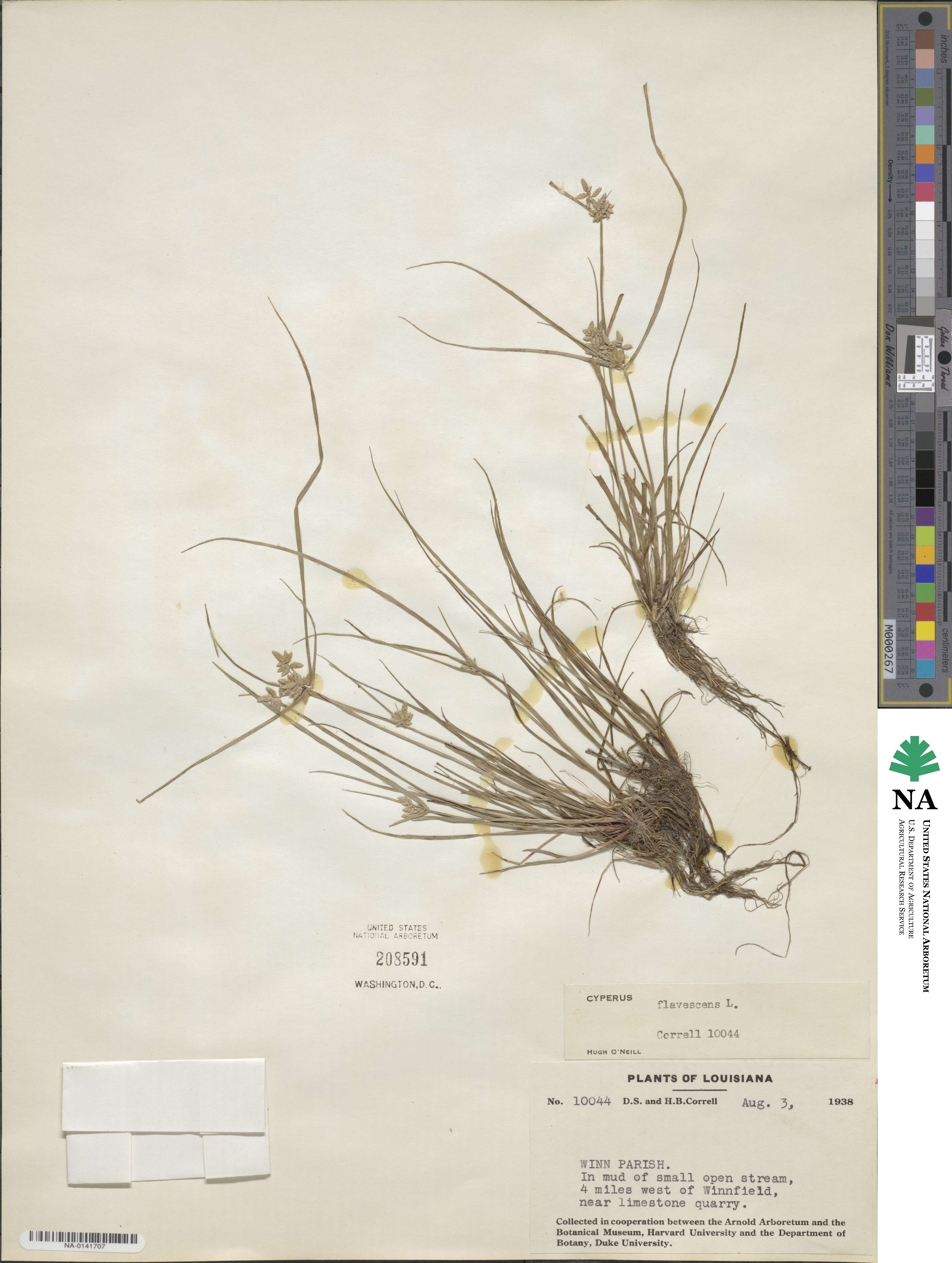 Cyperus flavescens image