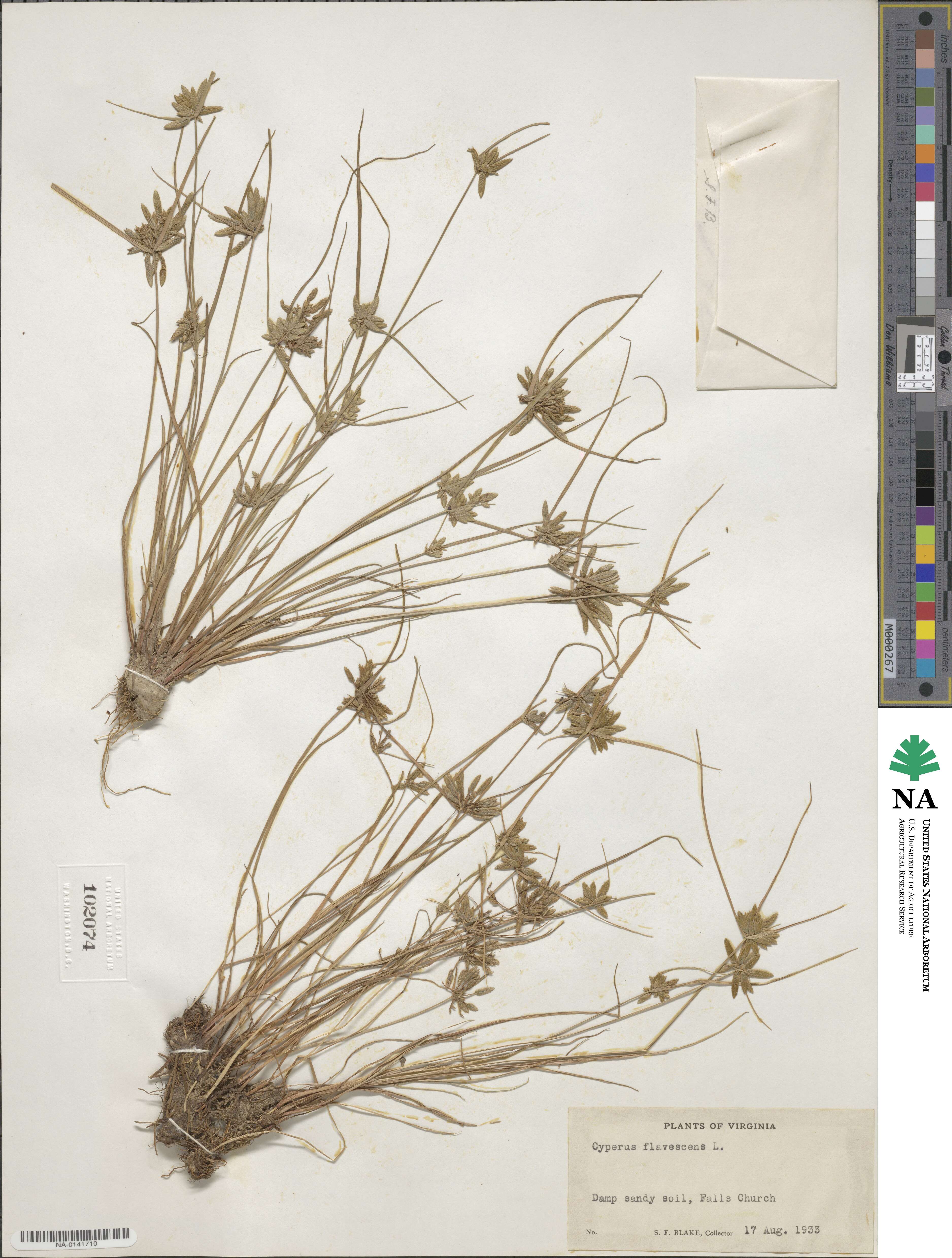 Cyperus flavescens image