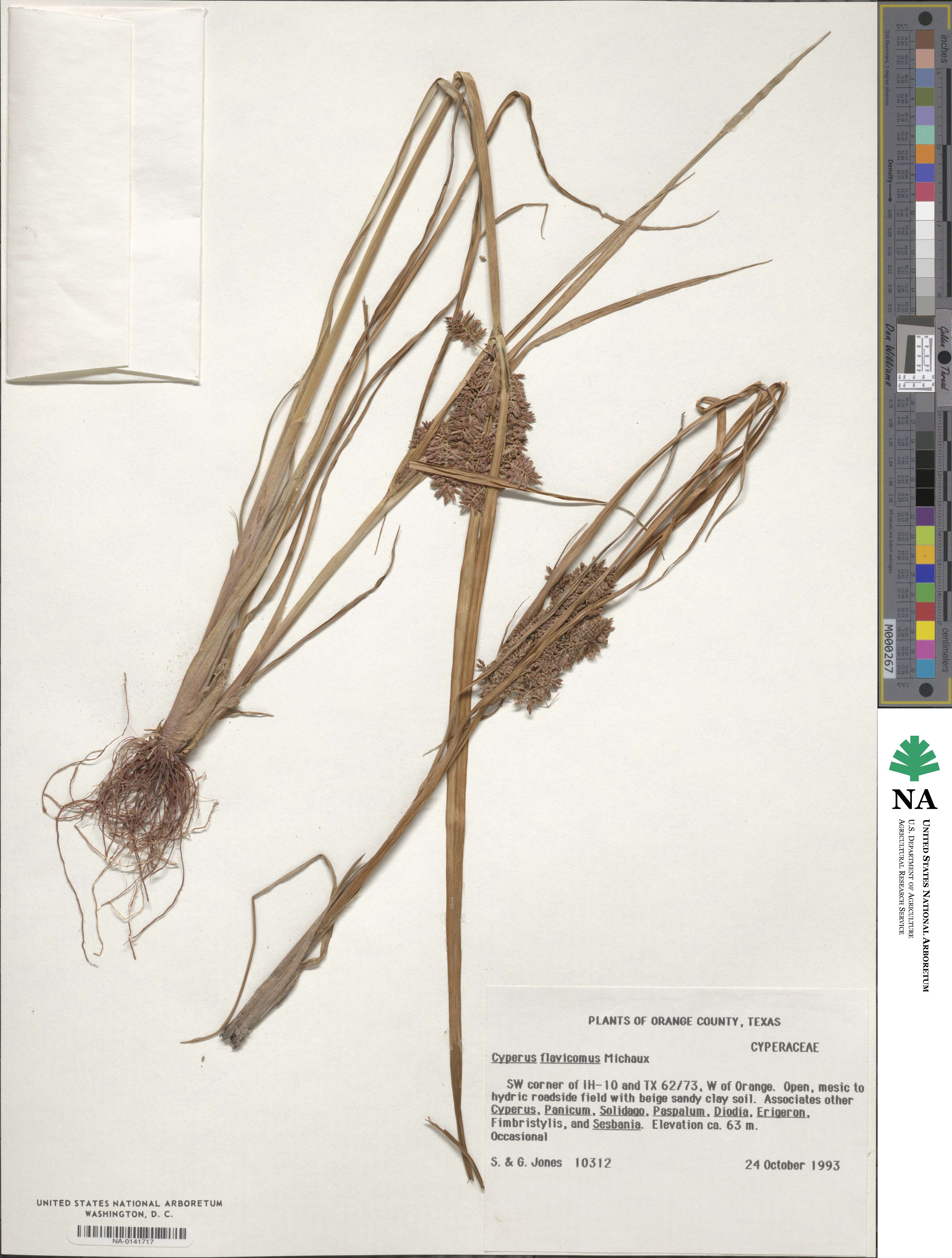 Cyperus flavicomus image