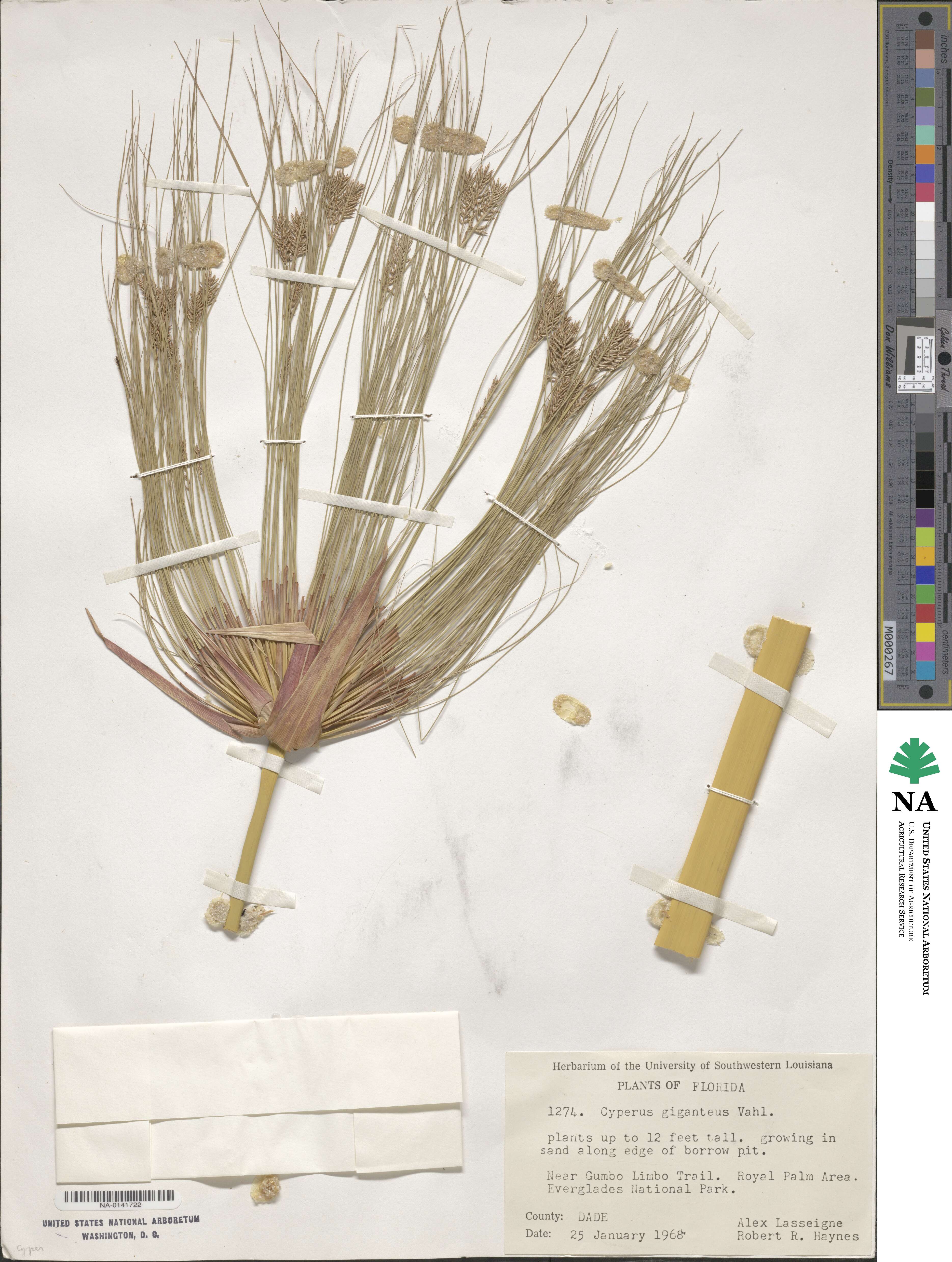 Cyperus giganteus image
