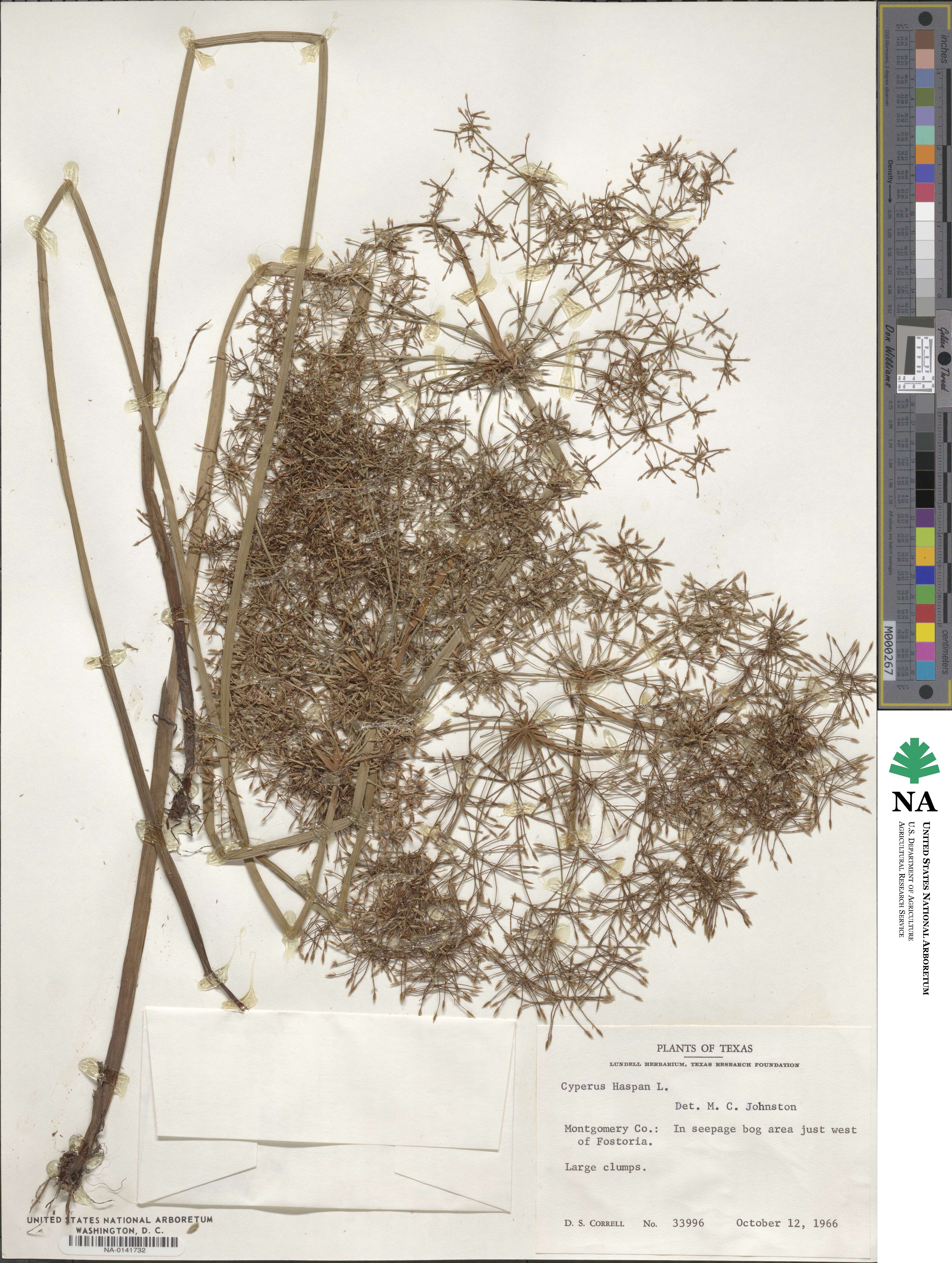 Cyperus haspan image