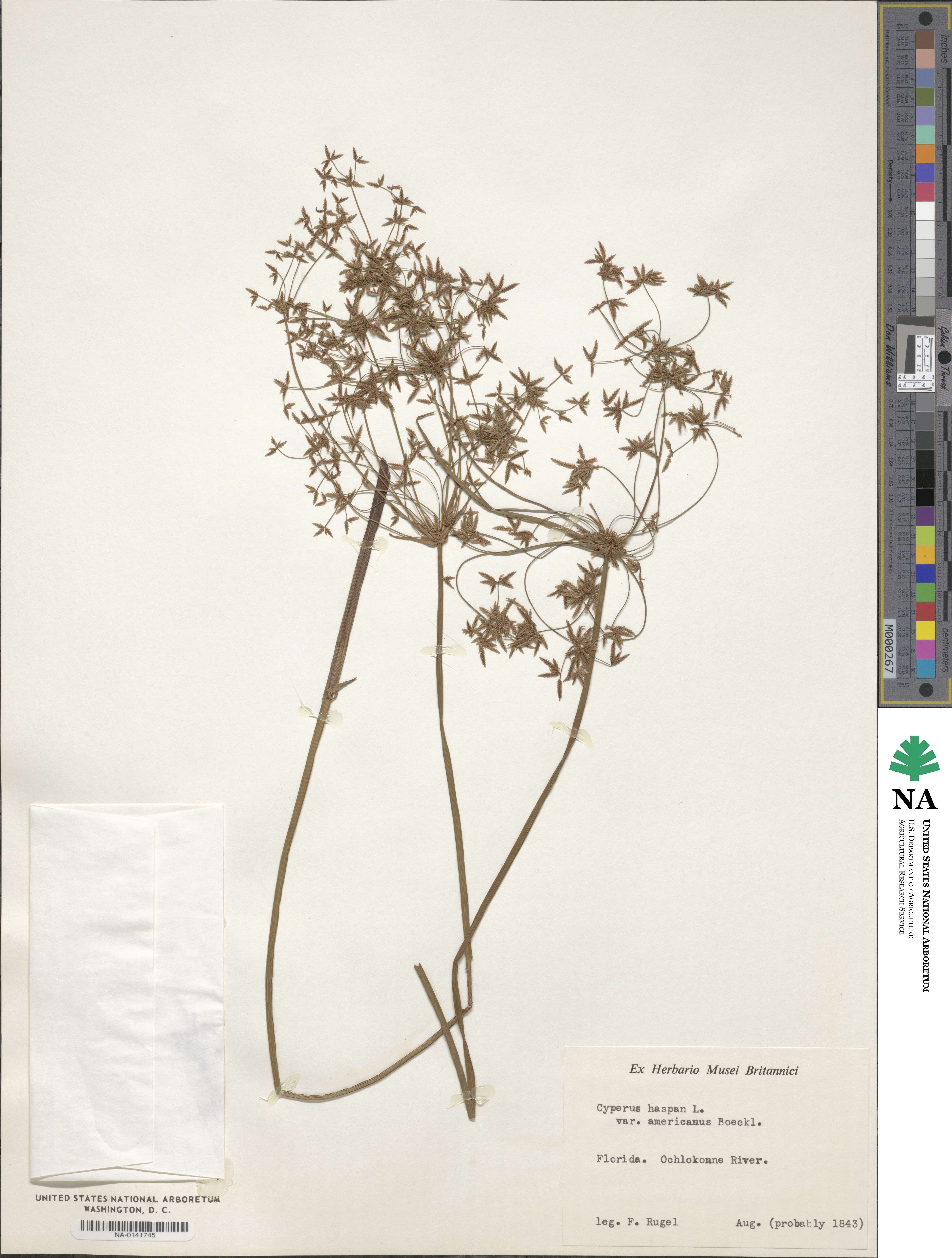 Cyperus haspan image