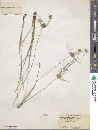 Cyperus luzulae image