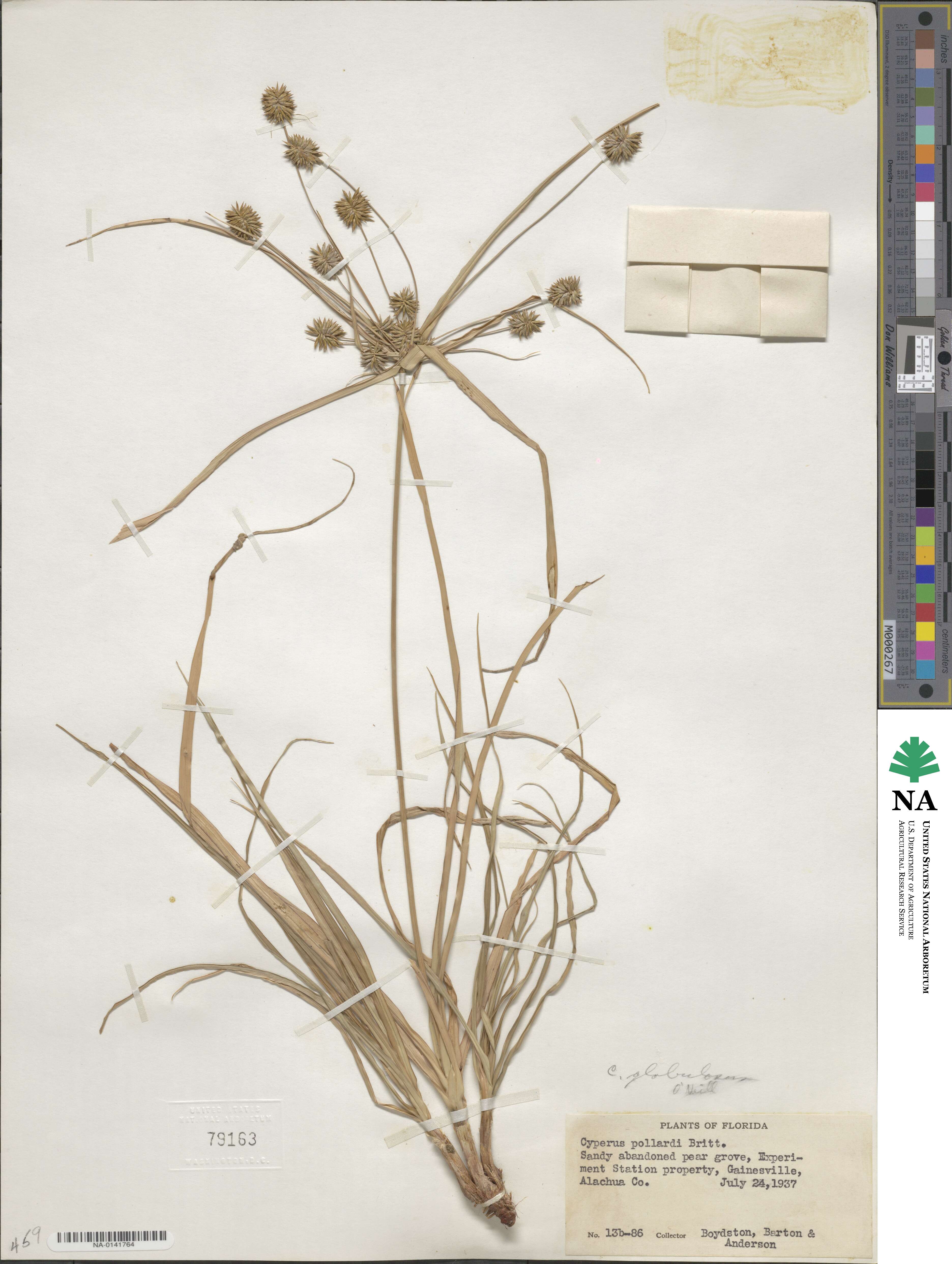 Cyperus luzulae image