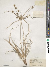 Cyperus luzulae image