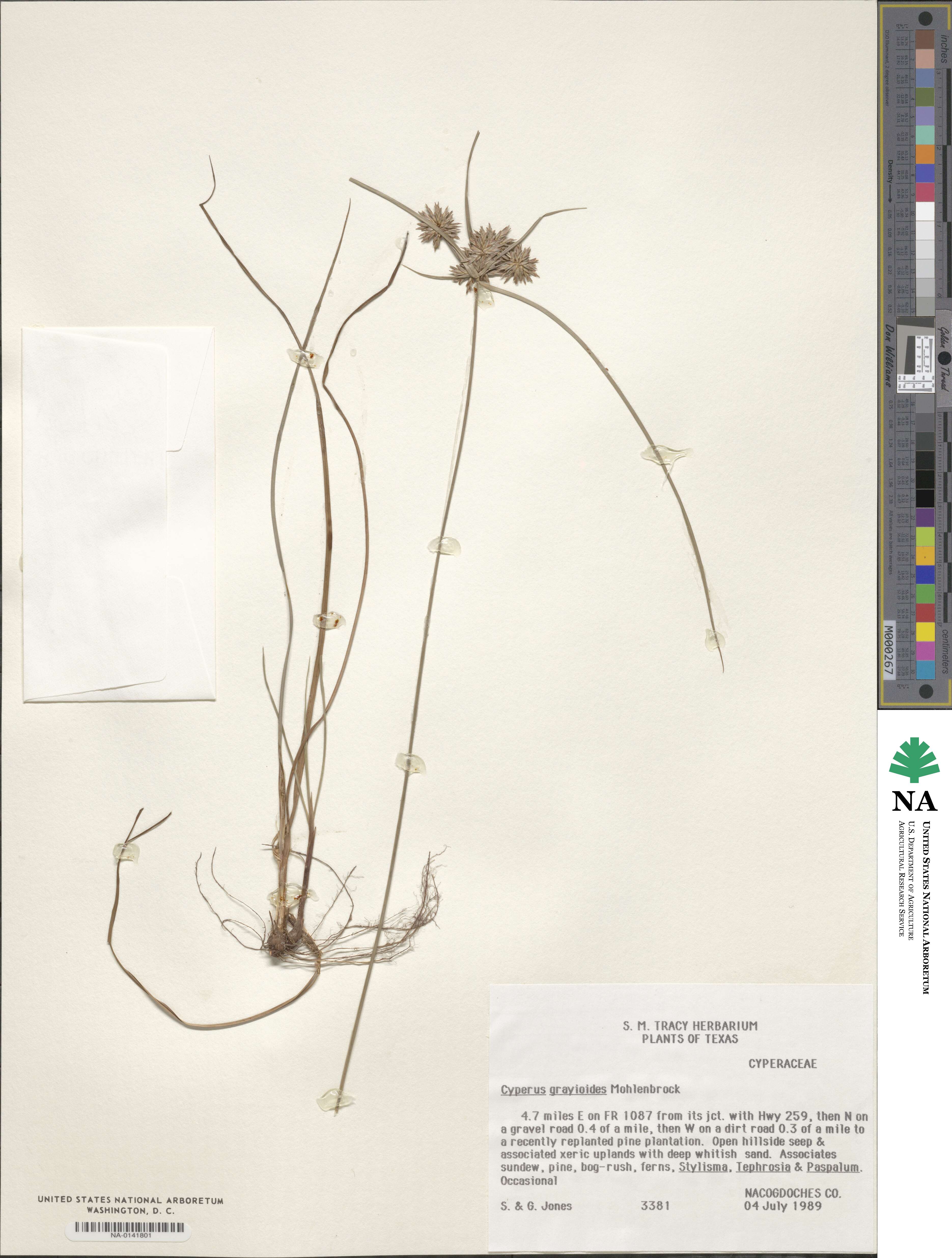 Cyperus grayioides image