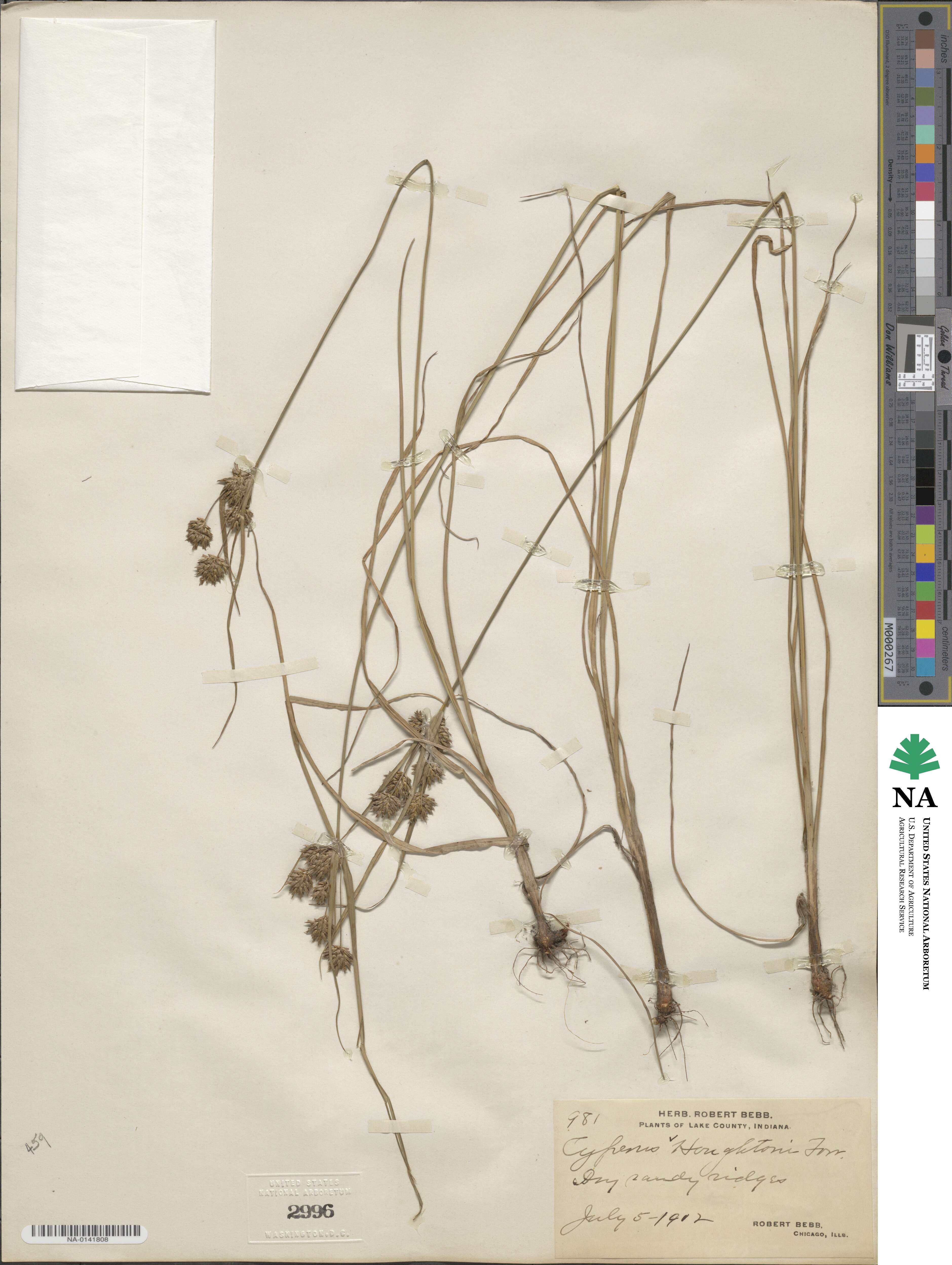 Cyperus houghtonii image