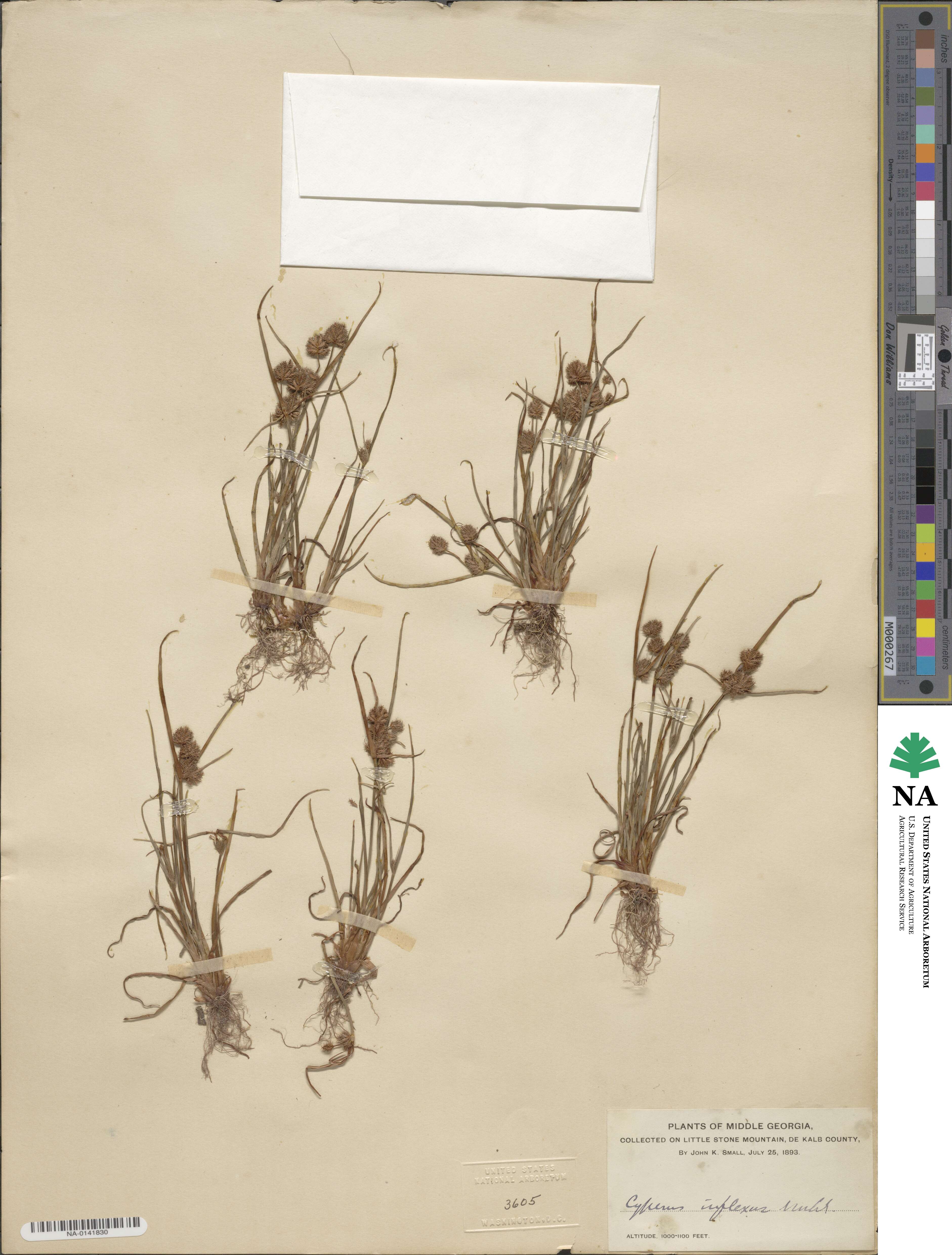 Cyperus squarrosus image