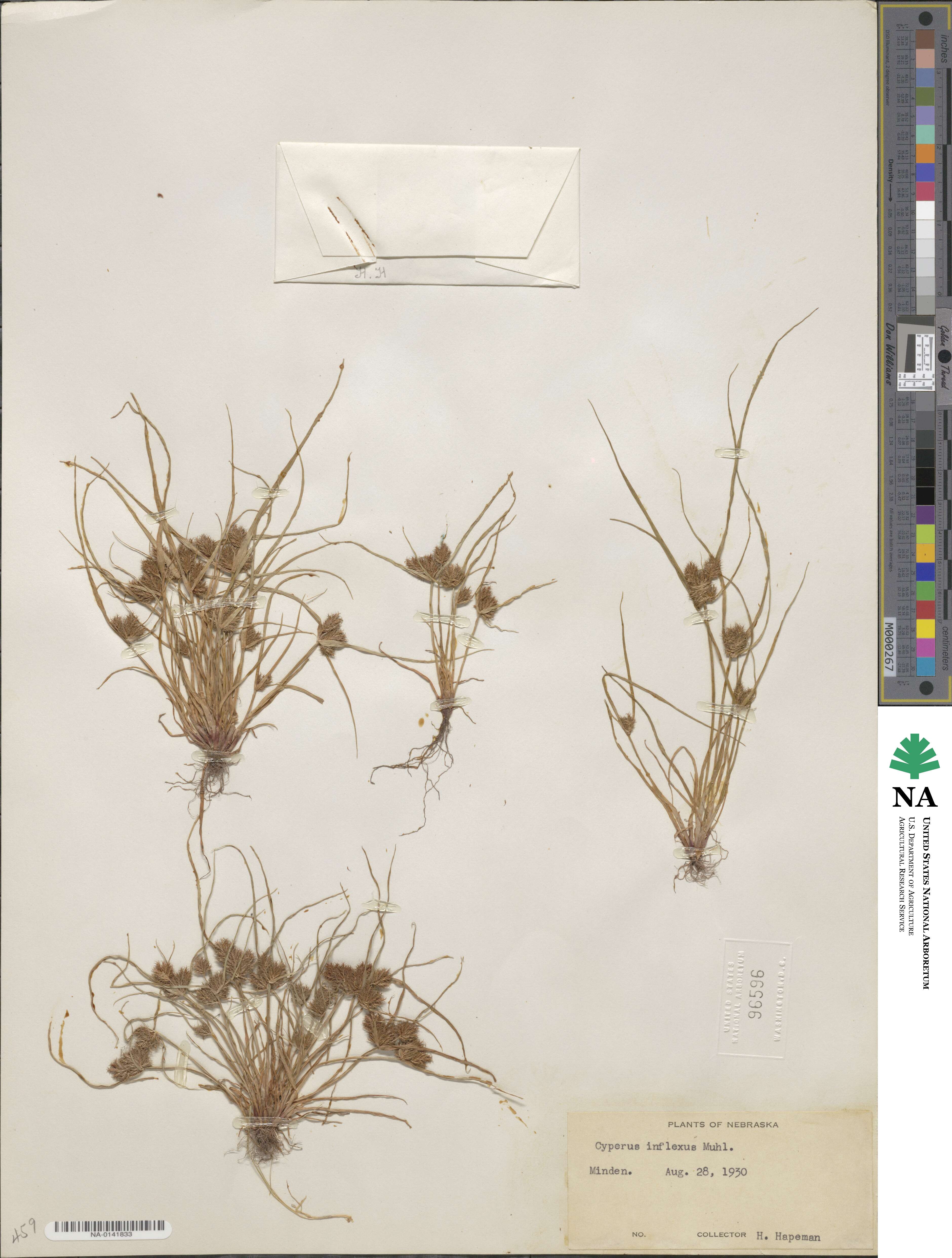 Cyperus squarrosus image