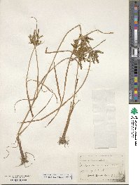 Cyperus iria image