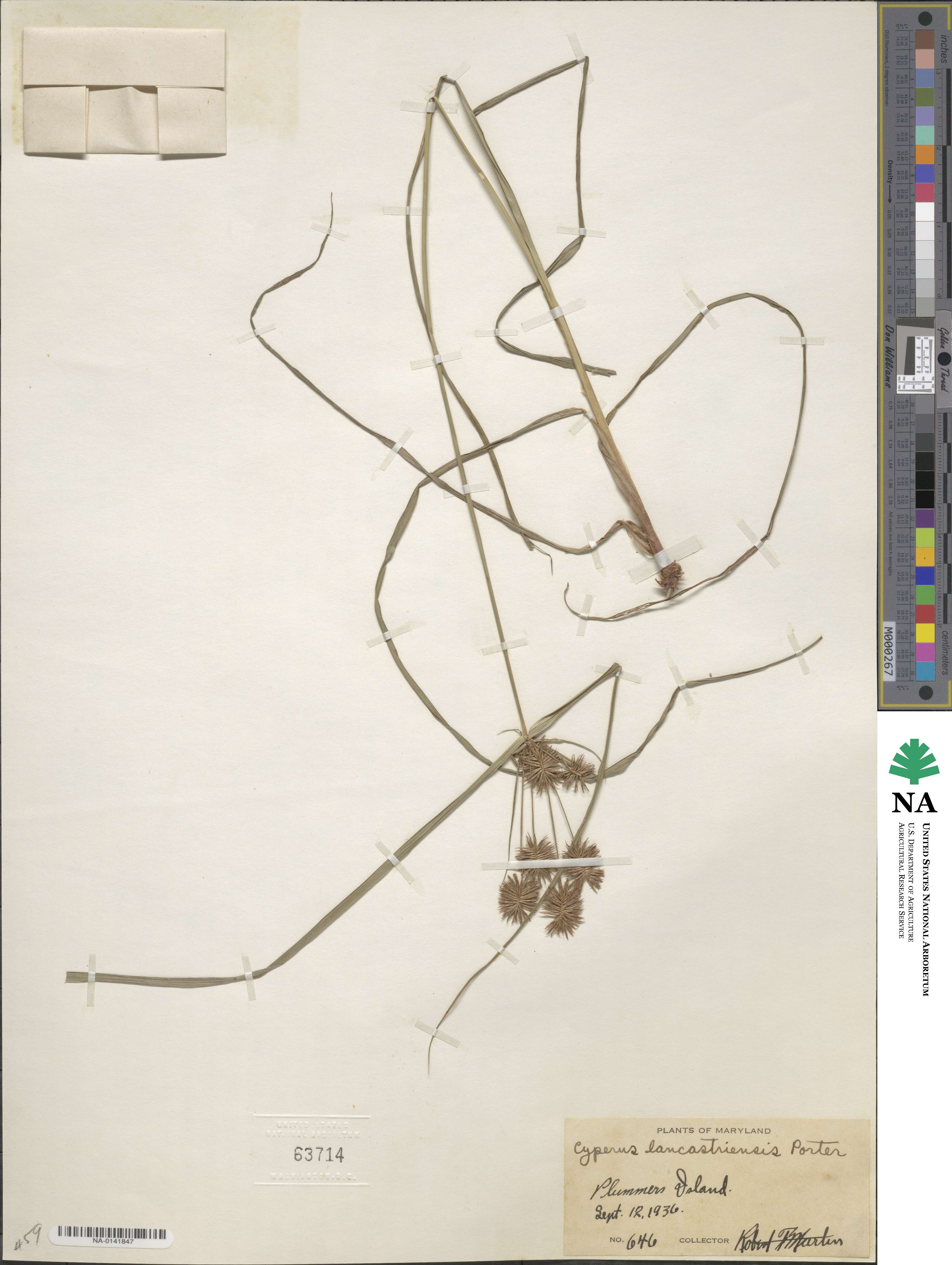 Cyperus lancastriensis image