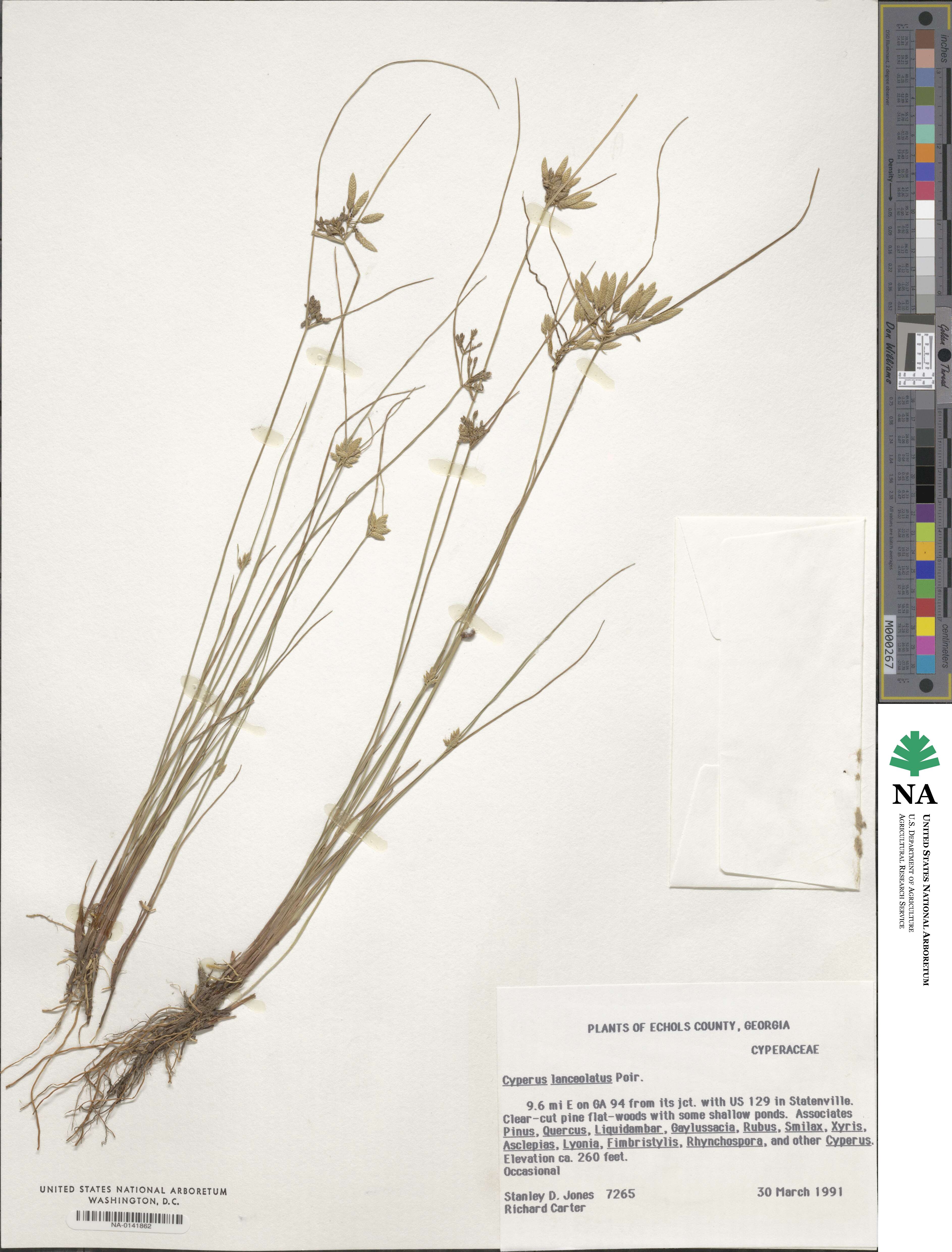 Cyperus lanceolatus image