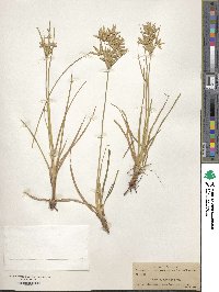 Cyperus lecontei image