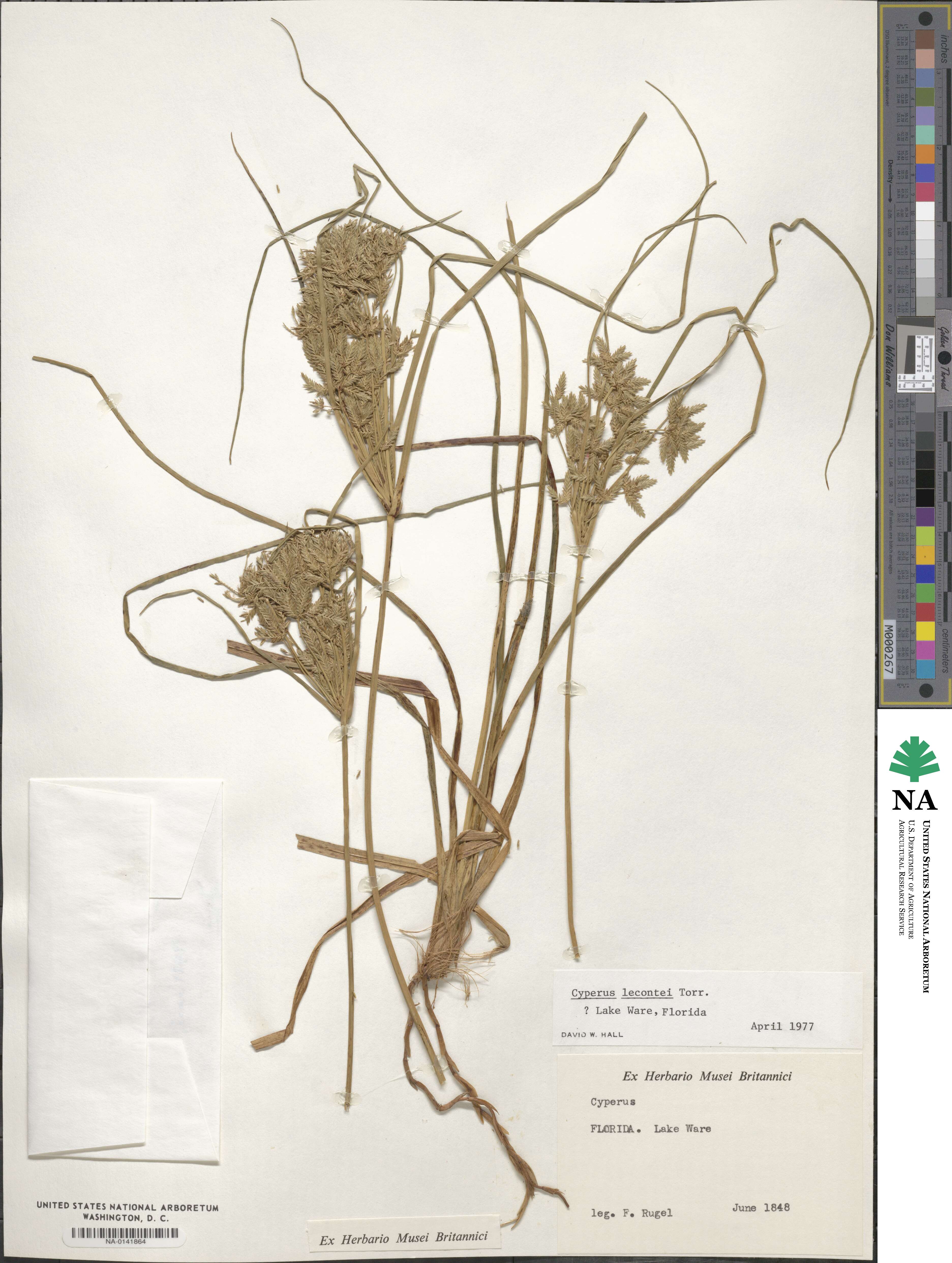 Cyperus lecontei image