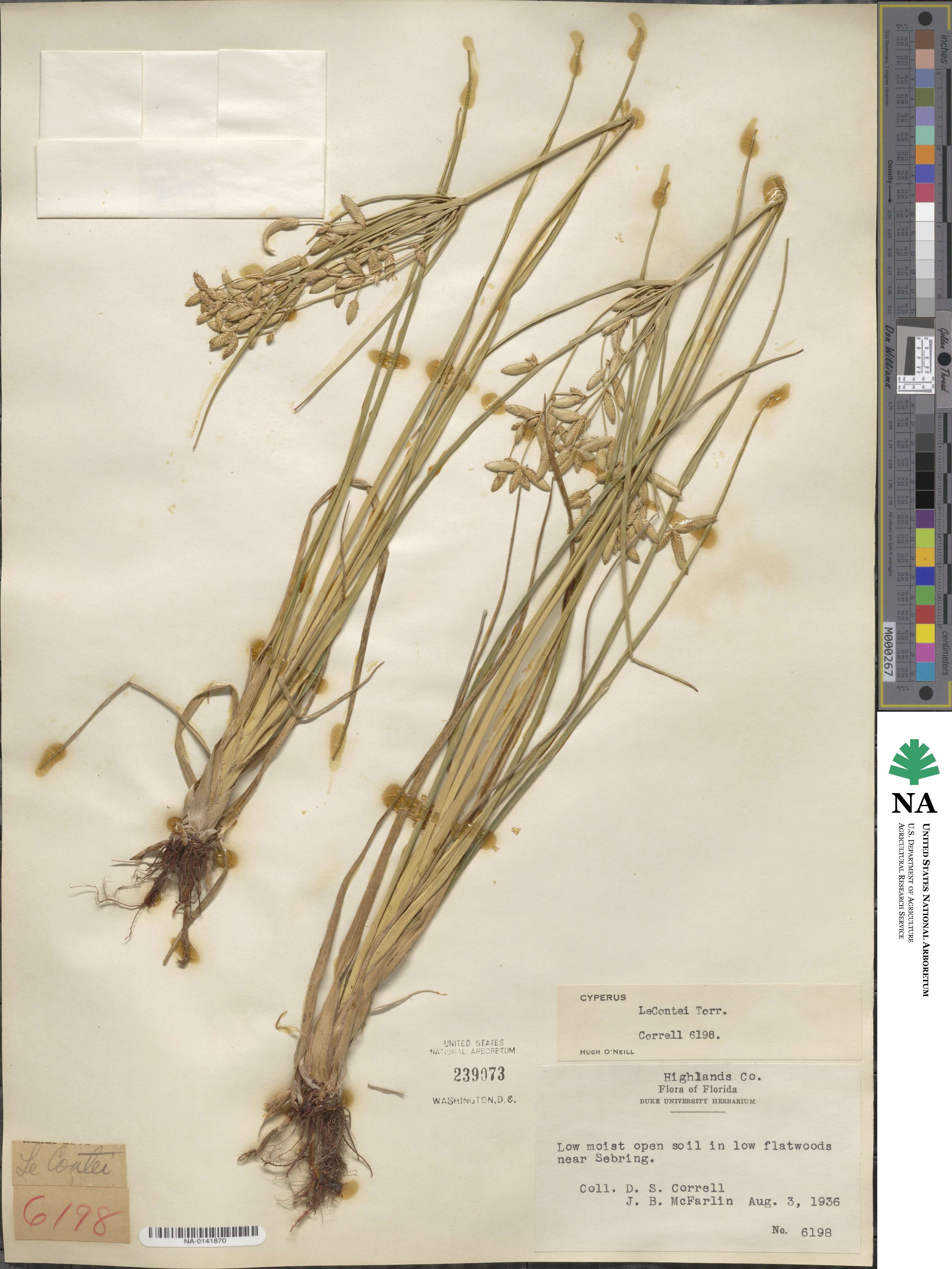 Cyperus lecontei image