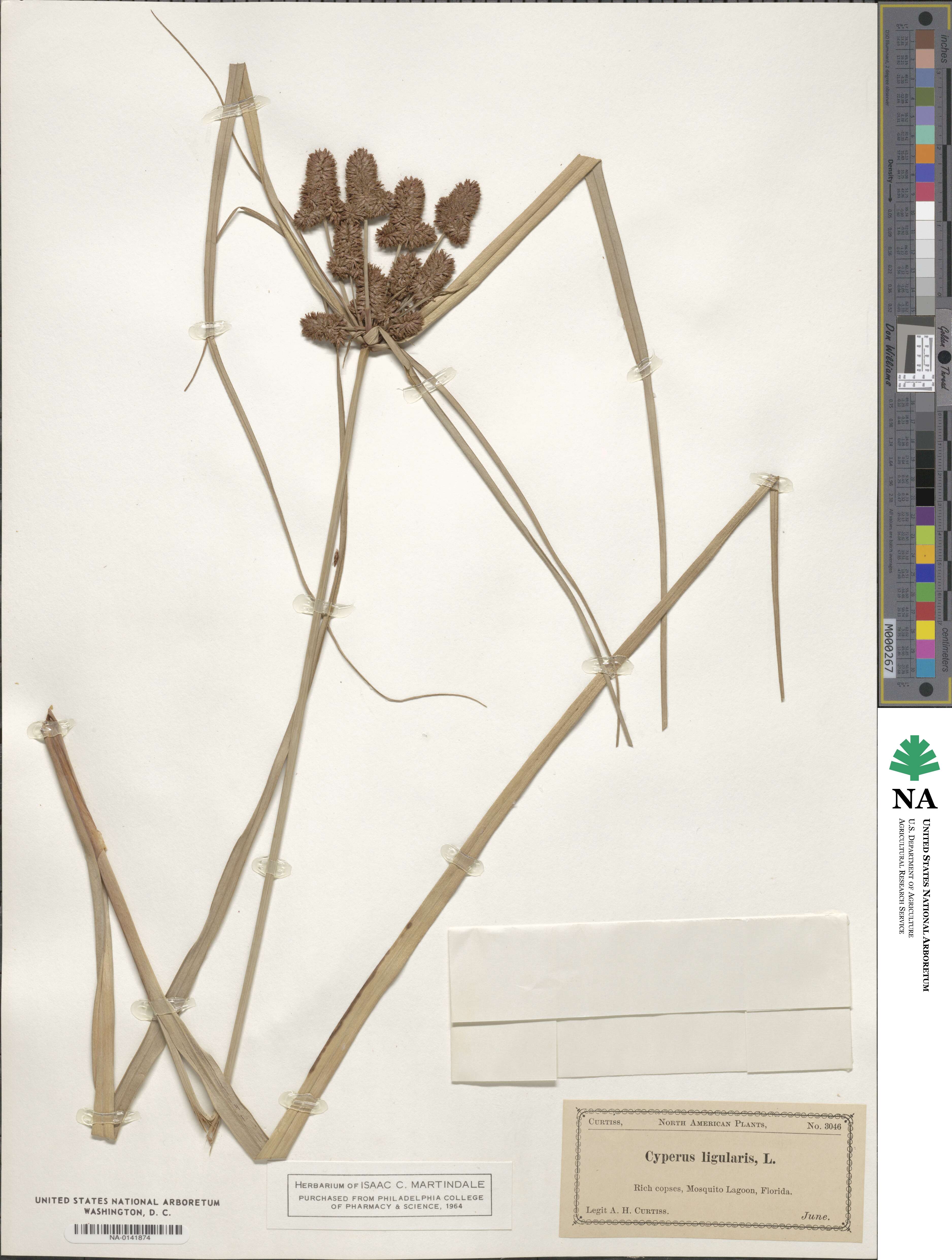 Cyperus ligularis image