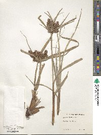 Cyperus ligularis image