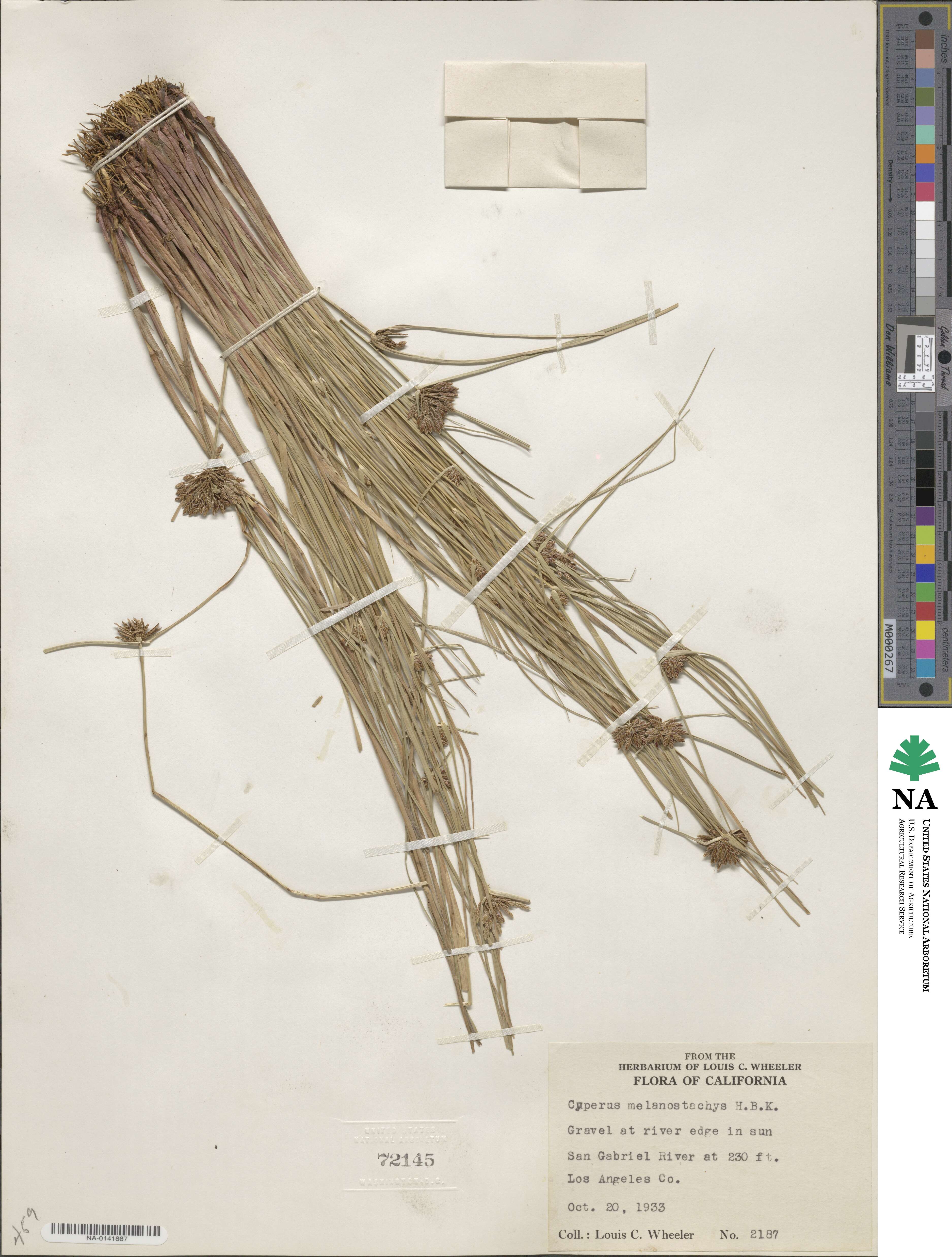 Cyperus melanostachyus image