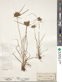 Cyperus polystachyos var. holosericeus image