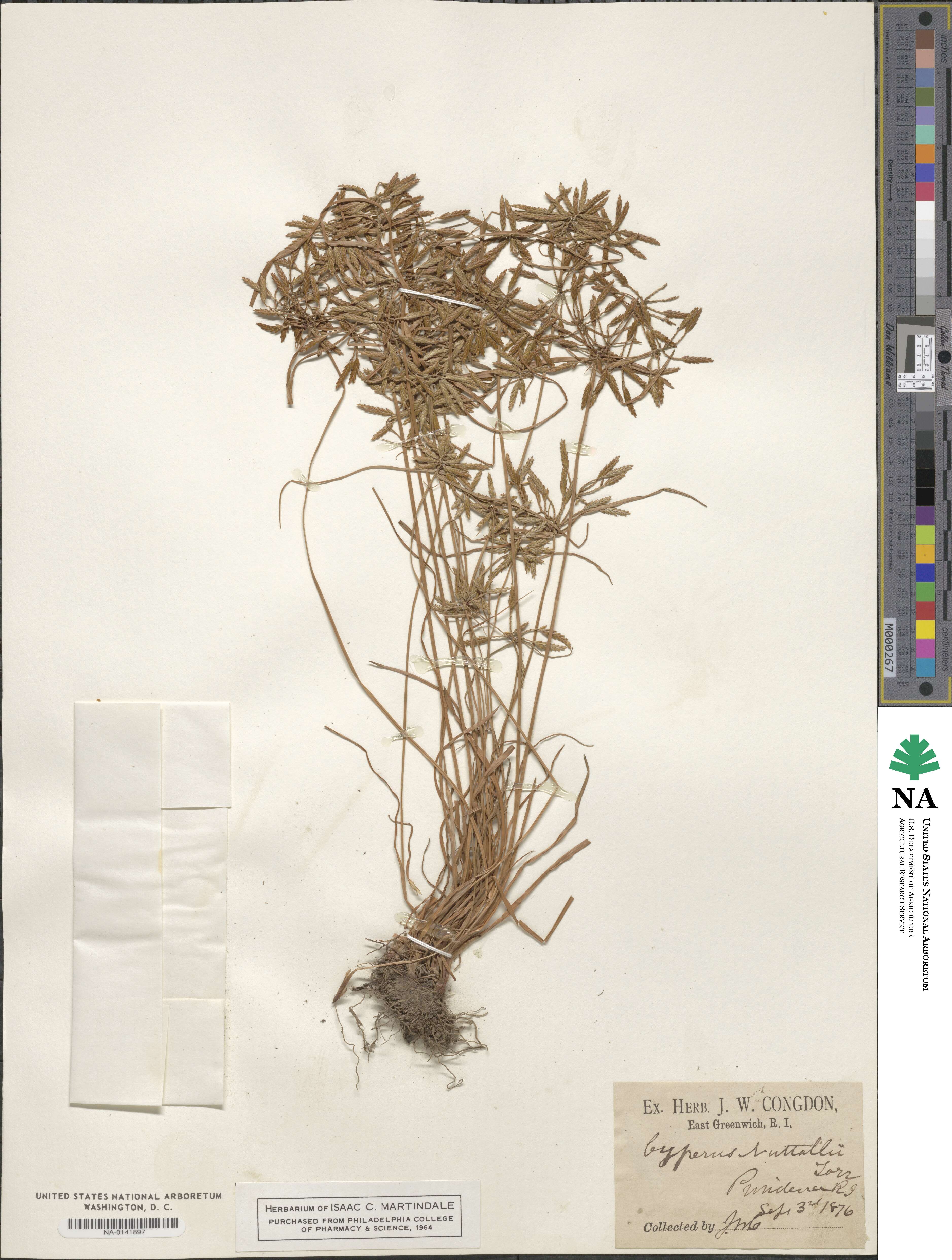 Cyperus filicinus image