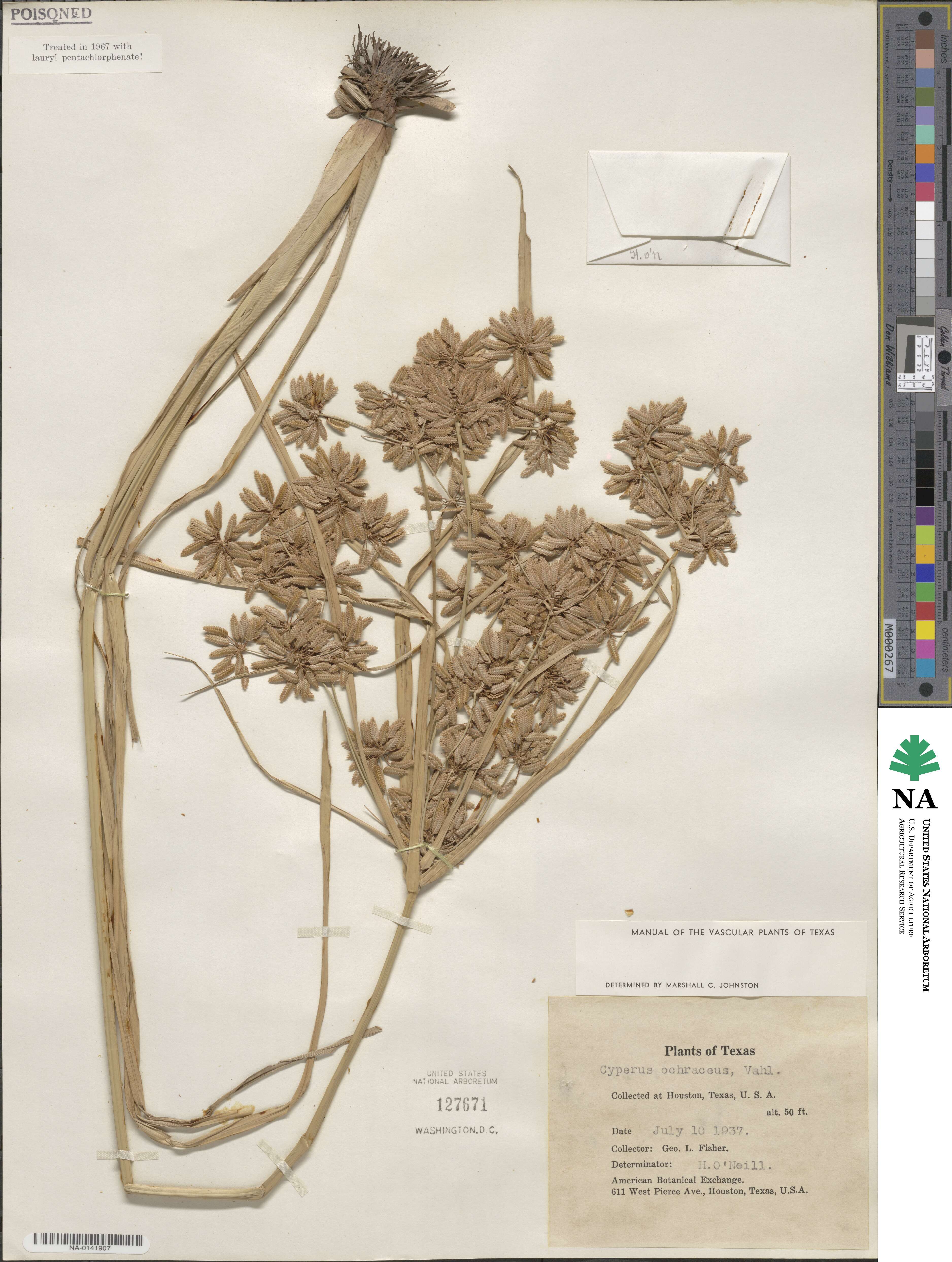 Cyperus ochraceus image
