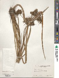 Cyperus odoratus image