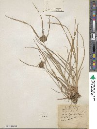 Cyperus odoratus image