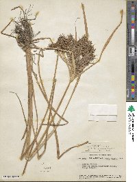 Cyperus odoratus image