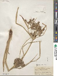 Cyperus odoratus image