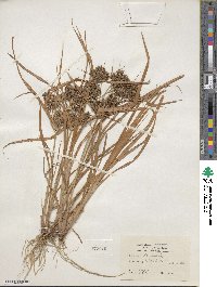 Cyperus odoratus image