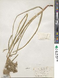 Cyperus odoratus image