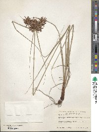 Cyperus planifolius image