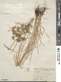 Cyperus polystachyos var. holosericeus image