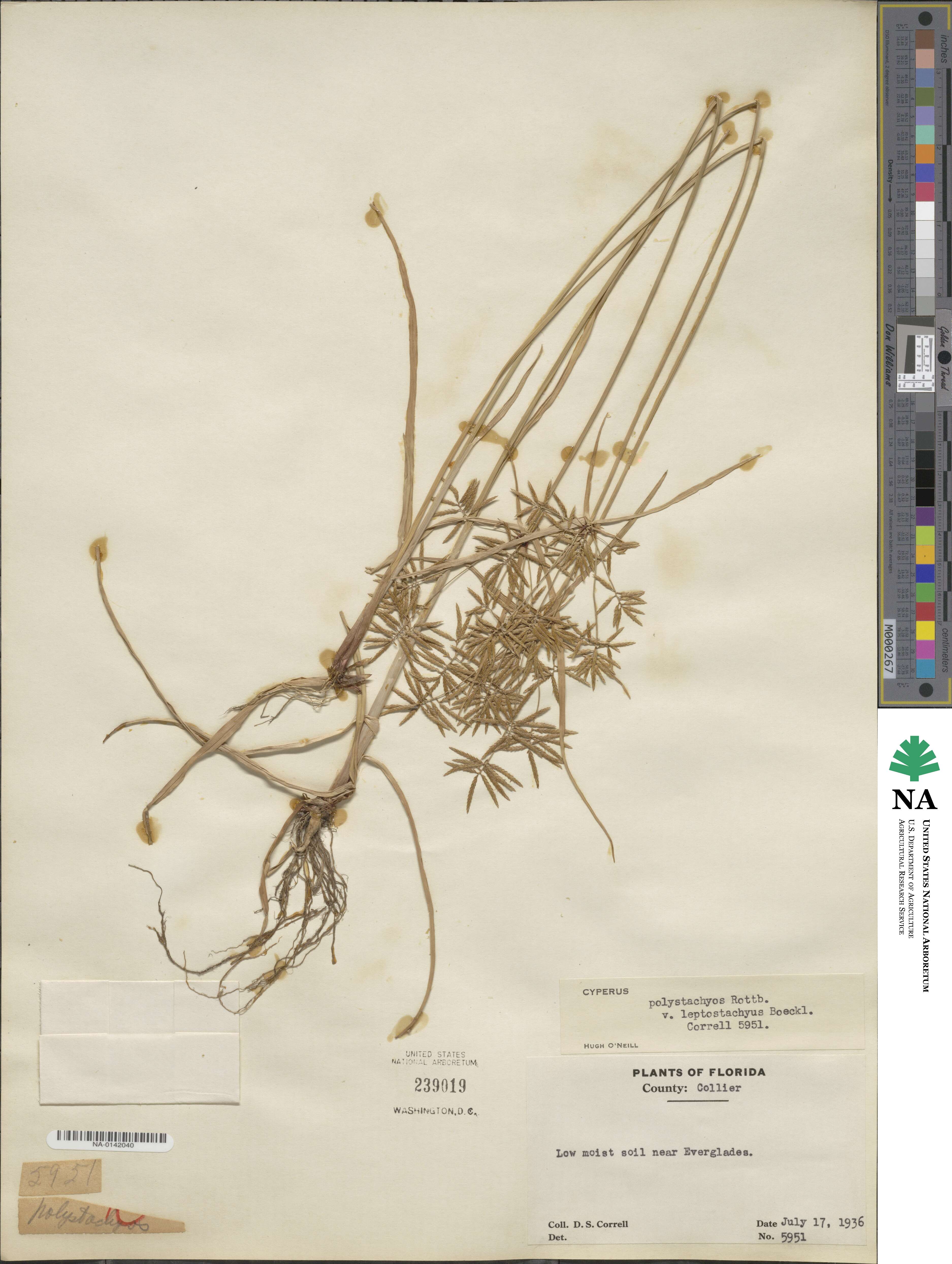 Cyperus polystachyos var. holosericeus image