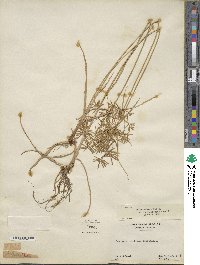 Cyperus polystachyos var. holosericeus image