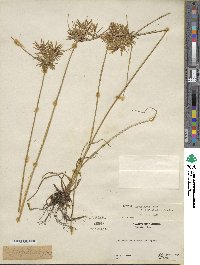 Cyperus polystachyos var. holosericeus image