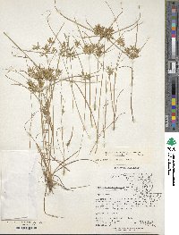 Cyperus polystachyos var. holosericeus image