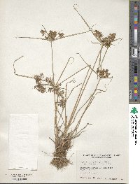 Cyperus polystachyos var. holosericeus image