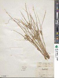 Cyperus polystachyos var. holosericeus image