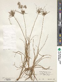 Cyperus polystachyos var. holosericeus image