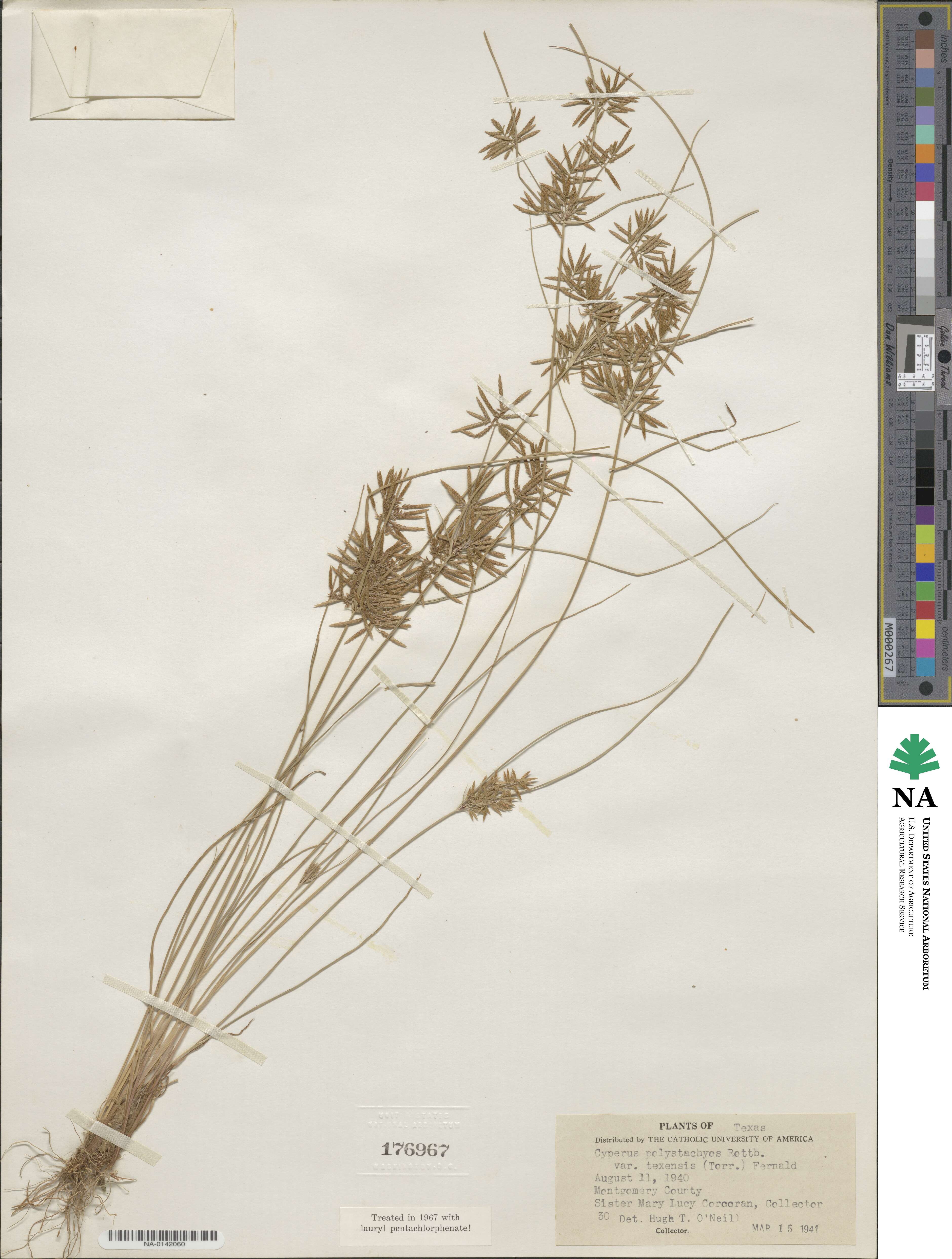 Cyperus polystachyos var. holosericeus image