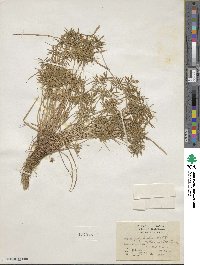 Cyperus polystachyos var. holosericeus image