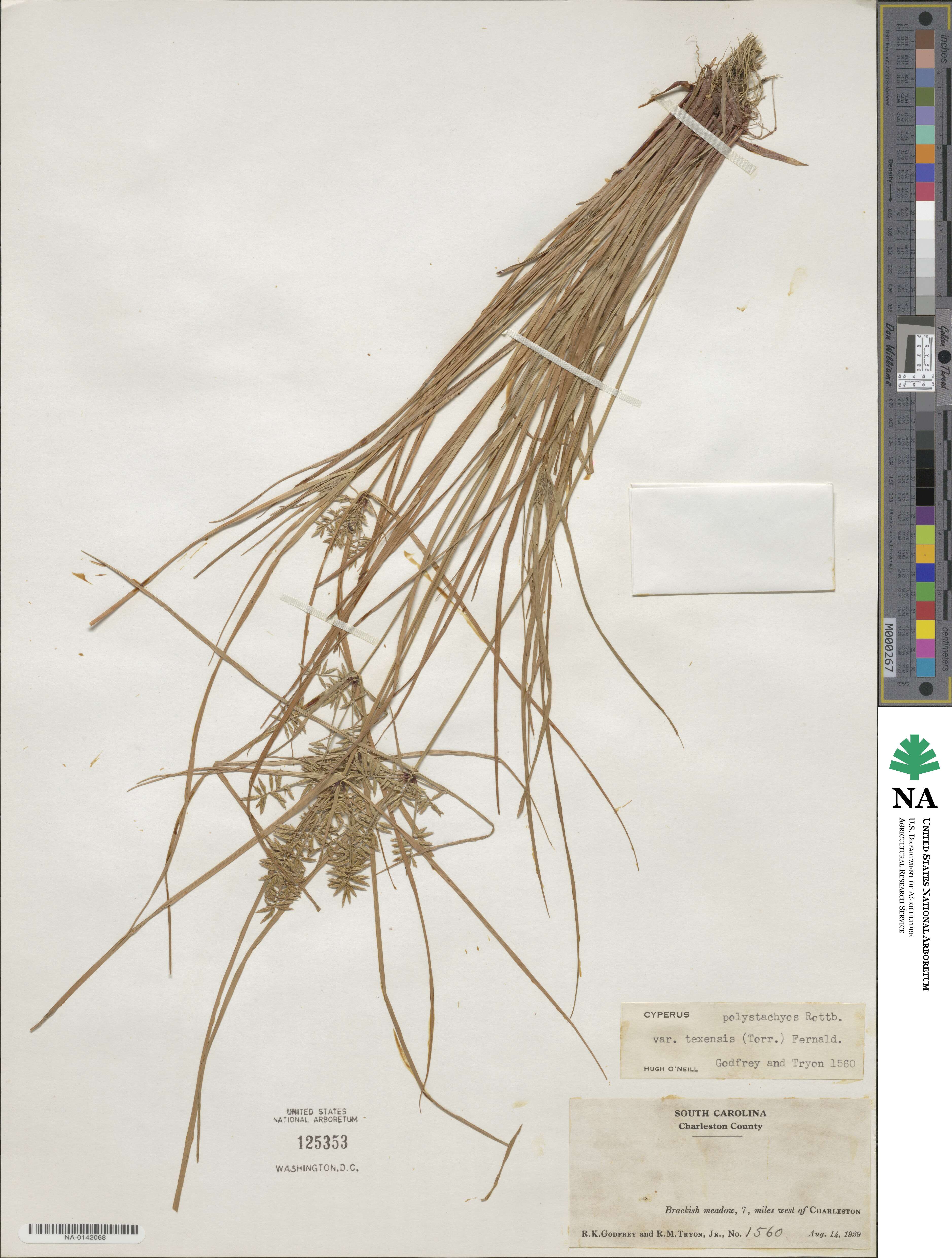 Cyperus polystachyos var. holosericeus image