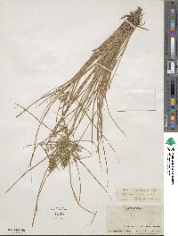 Cyperus polystachyos var. holosericeus image