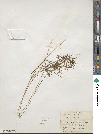 Cyperus polystachyos var. holosericeus image