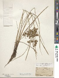 Cyperus pseudovegetus image