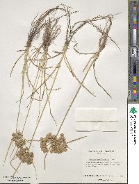 Cyperus pseudovegetus image